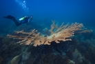 Big Elkhorn Coral