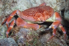 Batwing Coral Crab