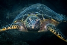 Big Hawksbill Turtle