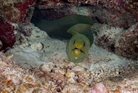Green Moray