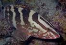 Nassau Grouper