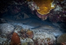 Nurse Shark