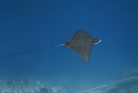 Spotted Eagle Ray