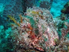 Spotted Scorpion Fish