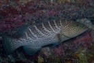Tiger Grouper